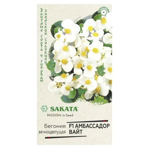 Бегония Амбассадор Вайт F1 вечноцв. 4 шт. пробирка Саката (Гавриш) Б1014  1 10