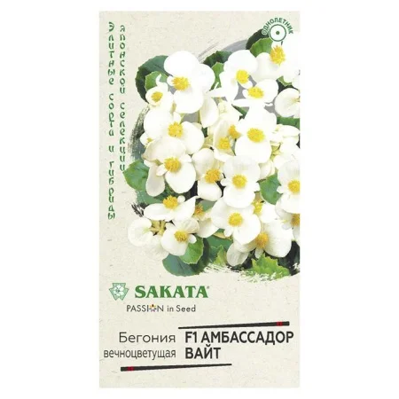 Бегония Амбассадор Вайт F1 вечноцв. 4 шт. пробирка Саката (Гавриш)