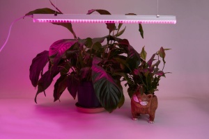 Светильник д/растений светодиодный 14W пластик красно-синий спектр с сетевым и соединительным шнуром в комплекте (Feron) AL7001 *1
